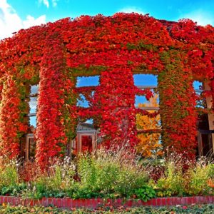 409_緋の衣/農試公園